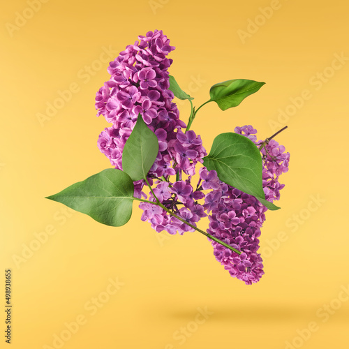 lilac blossom beautiful flowers