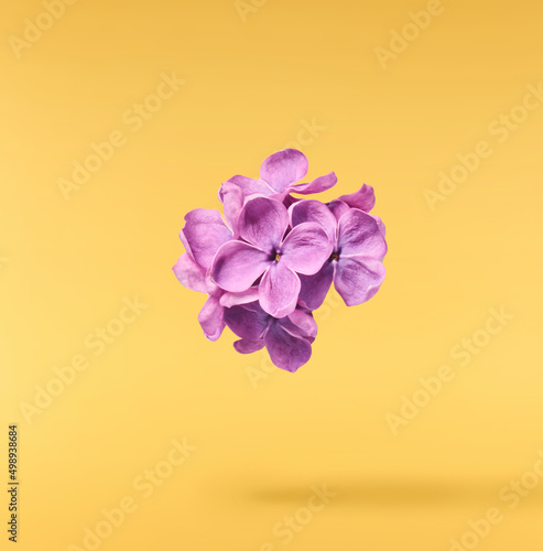 lilac blossom beautiful flowers