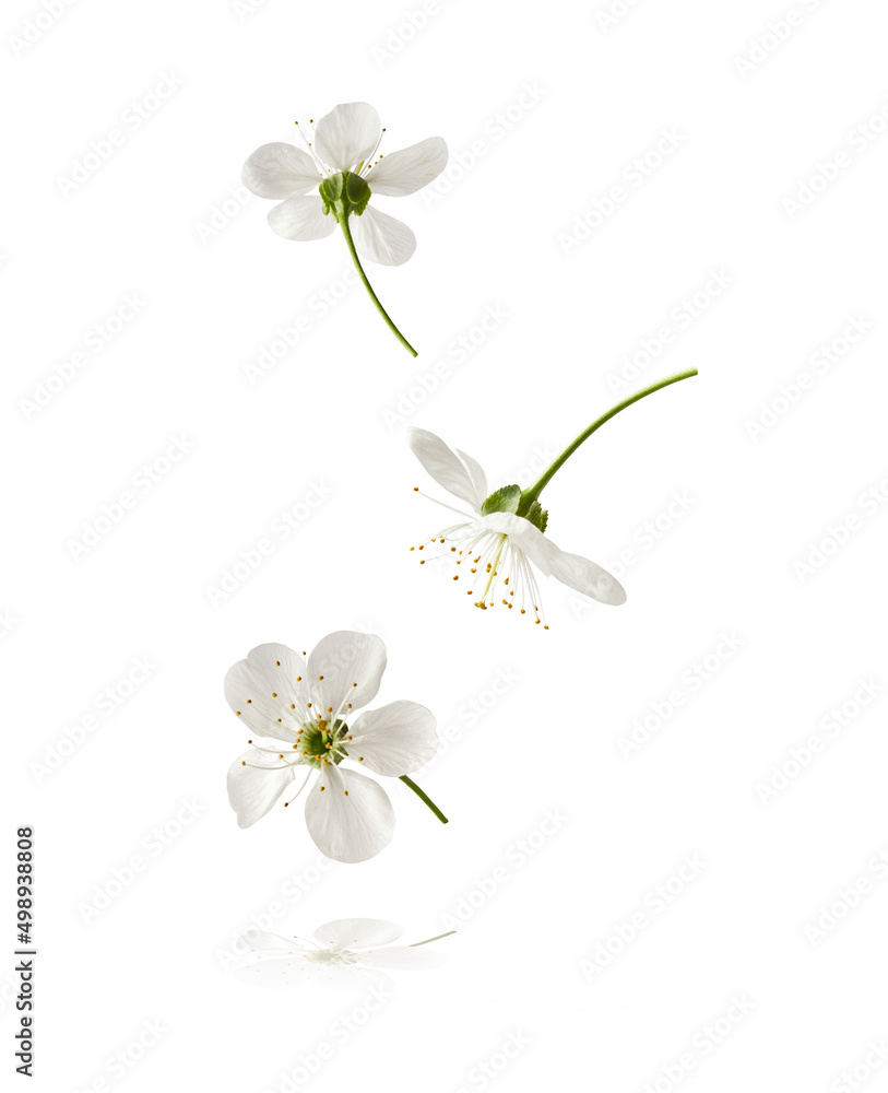 Obraz premium A beautiful image of sping white cherry flowers flying in the air