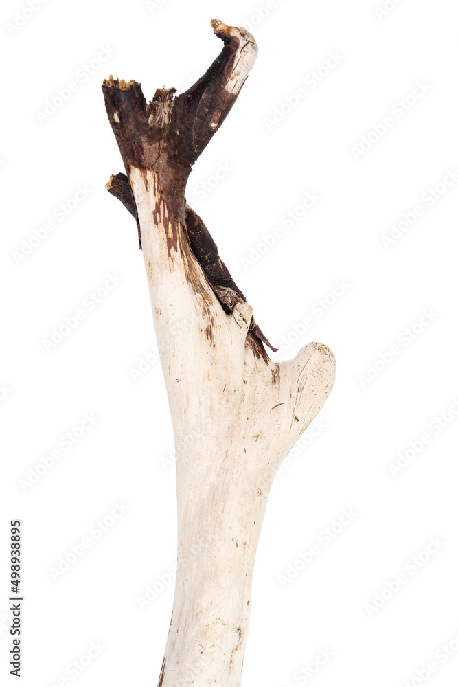 Part of driftwood isolated on white Part of driftwood isolated on white