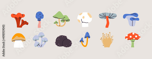 Various poisonous and edible mushrooms. Colored icons of shiitake, champignon, chanterelle, clamshell, boletus, morel, oyster. Vegetarian food. Trendy Vector illustration. All items are isolated