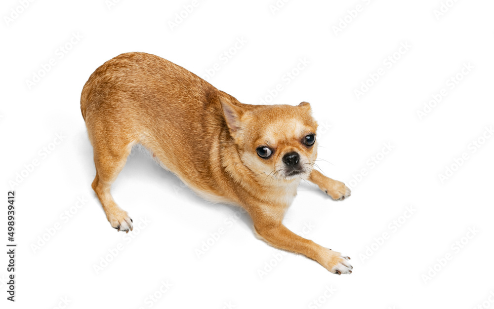 Portrait of cute little golden color chihuahua isolated on white studio background. Concept of animal life, breeds, vet and care