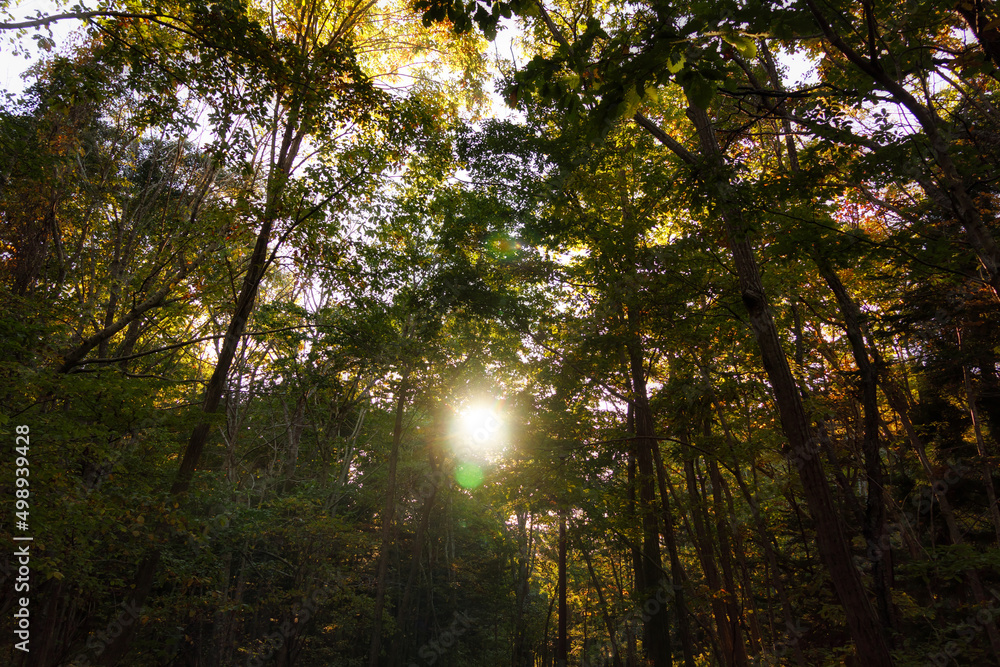 Obraz premium Trees in the woods with sunlight