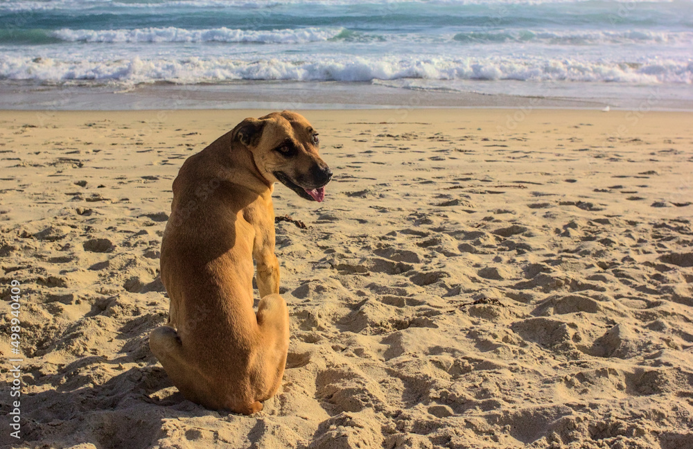 perro mascota feliz mirando a su dueño desde la orilla de la playa