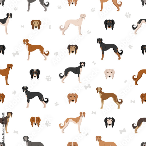Saluki Feathered seamless pattern. Different poses, coat colors set