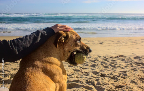 mascota sosteniendo pelota en su boca, acariciada por su dueña
