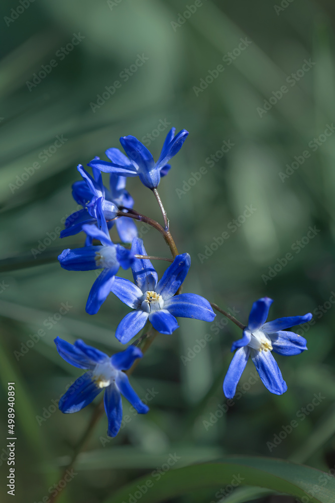 Śnieżnik (Chionodoxa Boiss.) Niebieski drobny kwiat kwitnący wiosną w ogrodzie. Glory of the snow - obrazy, fototapety, plakaty 