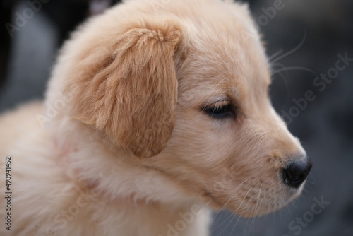 close up lovely golden retriever pet dog head profile face