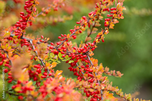 Red ripe barberry on an autumn branch. photo
