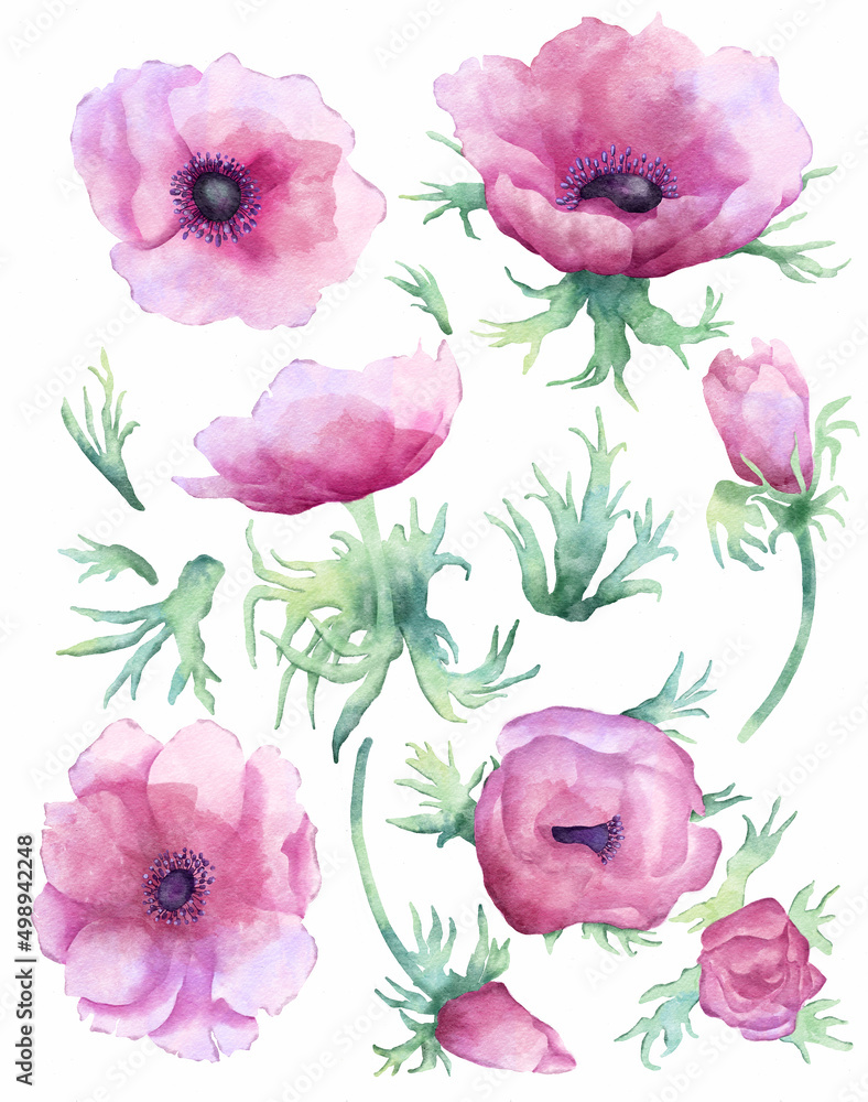 Fototapeta premium Pink anemone flowers watecolor elements isolated on white background