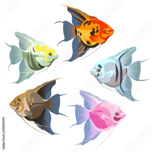 A set of colorful fish - Angelfish, isolated on a white background. The illustration - adult fish.