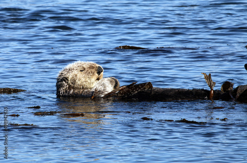 California sea otter resting in kelp, Morro Bay, California USA 
