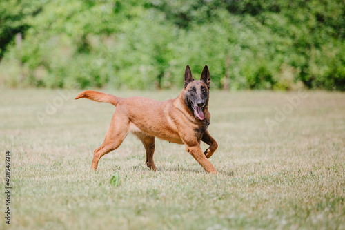 The Belgian Shepherd dog, The Malinois running and playing in summer