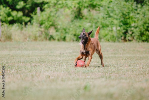 The Belgian Shepherd dog, The Malinois running and playing in summer