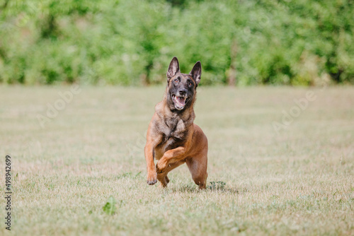 The Belgian Shepherd dog, The Malinois running and playing  in summer © OlgaOvcharenko
