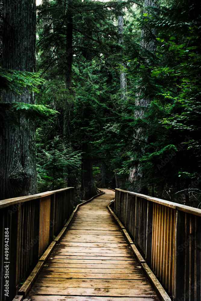 wooden bridge in the forest wooden bridge in the forest