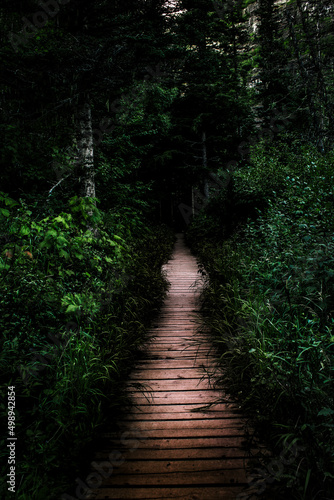 path in the woods