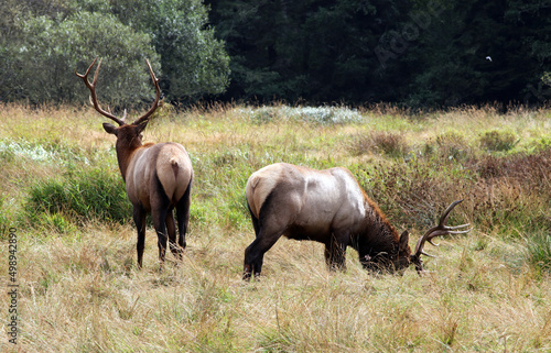 Two Roosevelt Elk, Redwood State Park California USA 