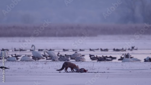 Rotfuchs isst vom Wolfsriss nahe zugefrorenem Fluss photo