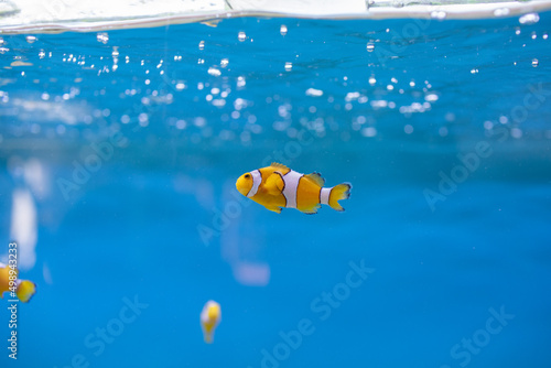 Clownfish in the blue sea