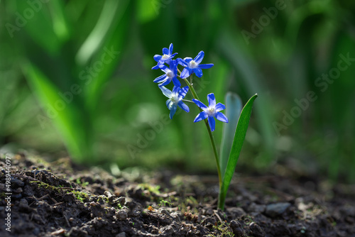Śnieżnik (Chionodoxa Boiss.) Niebieski drobny kwiat kwitnący wiosną w ogrodzie. Glory of the snow