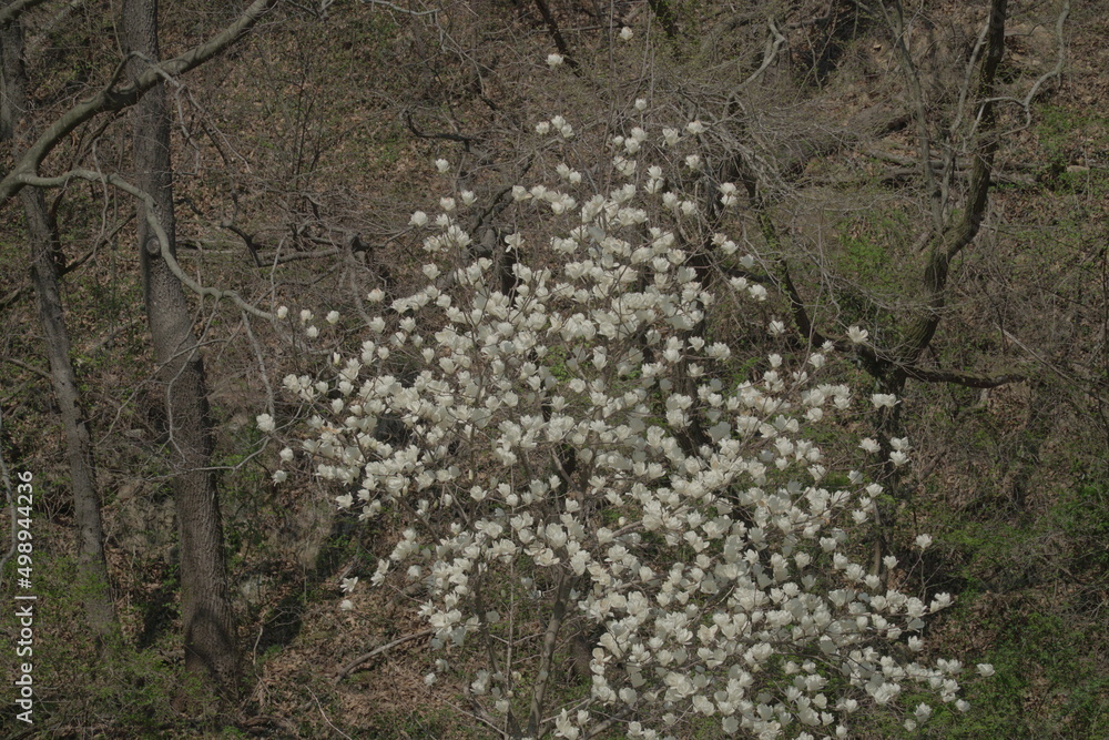 white magnolia flowers on the tree white magnolia flowers on the tree