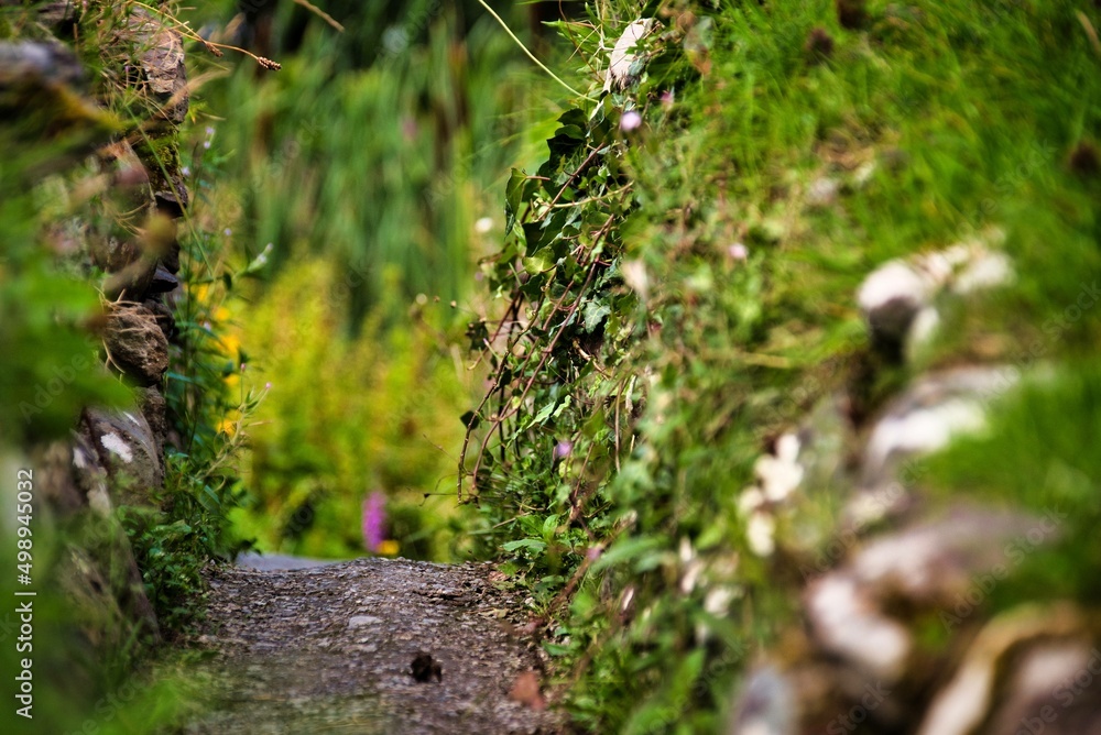 Obraz premium Ivy on a stonewall forming a path