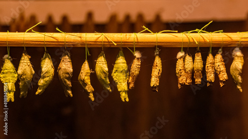 Exotic butterfly pupas hanging from a wooden stick