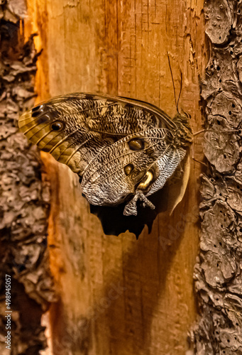 Macro of Pale Owl-Butterfly, Caligo telamonius photo