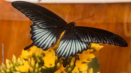 Macro of Papilio Memnon, Great Mormon butterfly on a flower