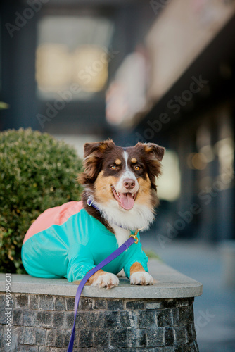 Happy dog in the city. Australian shepherd. Pet in town. Dressed dog