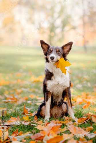 Border Collie puppy outdoor