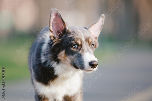 Border Collie puppy  © OlgaOvcharenko
