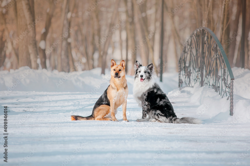 Dogs playing in the snow. Dogs in winter. Cold weather