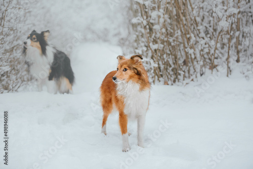 Shetland Sheepdog running in winter. Snowing days. Active dog