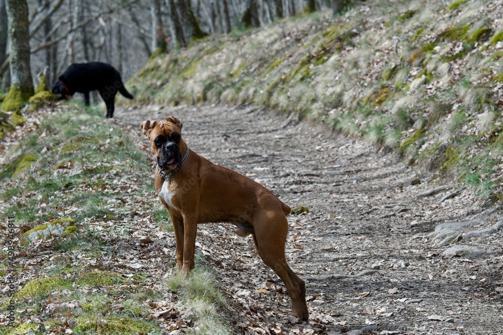 Beautiful young boxer dog in observation in nature in spring with a black dog in the background. This is near Lyon in France.