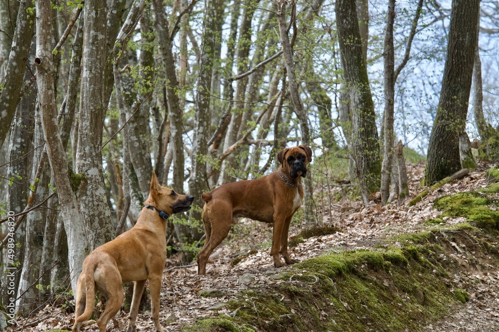 A Malinois shepherd dog and a boxer dog together in a forest in spring. A Malinois shepherd dog and a boxer dog together in a forest in spring.