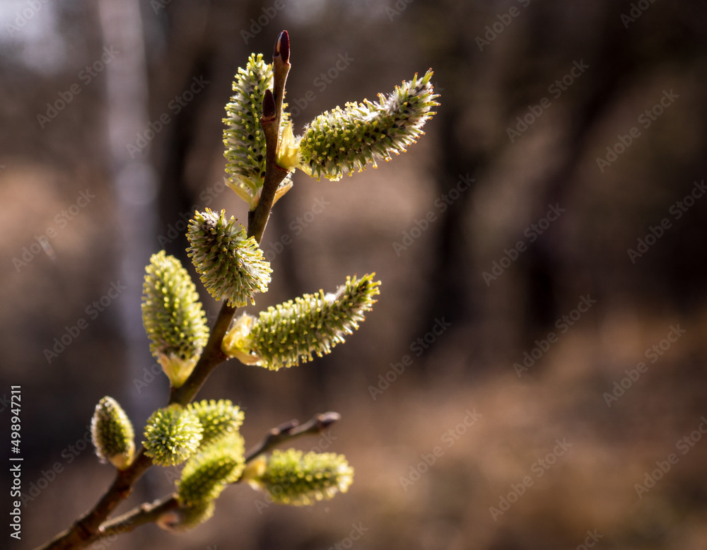 willow flowers in spring fluffy yellow empty space for the inscription willow flowers in spring fluffy yellow empty space for the inscription
