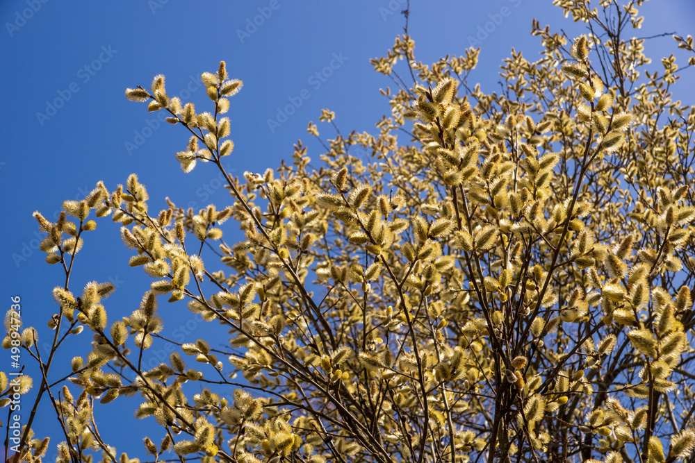 willow flowers in spring fluffy yellow empty space for the inscription willow flowers in spring fluffy yellow empty space for the inscription