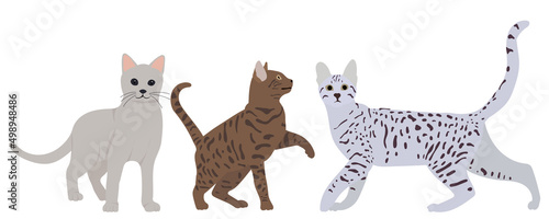 cats flat design, isolated, vector © zolotons