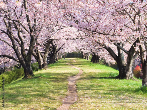 桜のトンネル