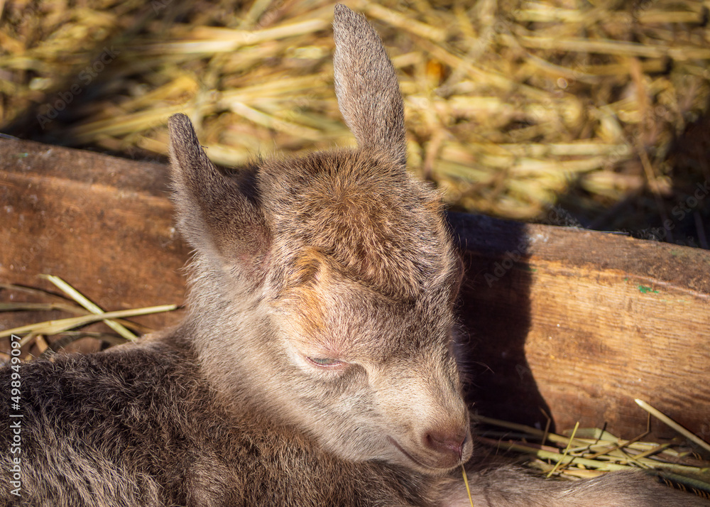 Baby goat. Close-up of the muzzle of a small beautiful goat. A gray-brown newborn baby goat lies in a covered pen on the hay. The cultivation of domestic farm animals Baby goat. Close-up of the muzzle of a small beautiful goat. A gray-brown newborn baby goat lies in a covered pen on the hay. The cultivation of domestic farm animals