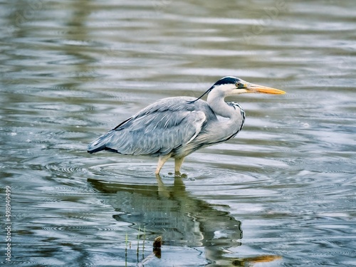 great blue heron © Heiko