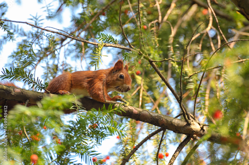 squirrel on tree squirrel on tree