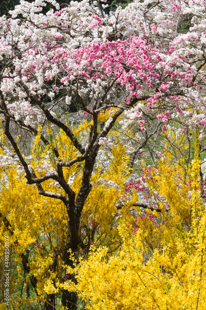 Fototapeta premium 満開の枝垂れ桃の花とレンギョウ
