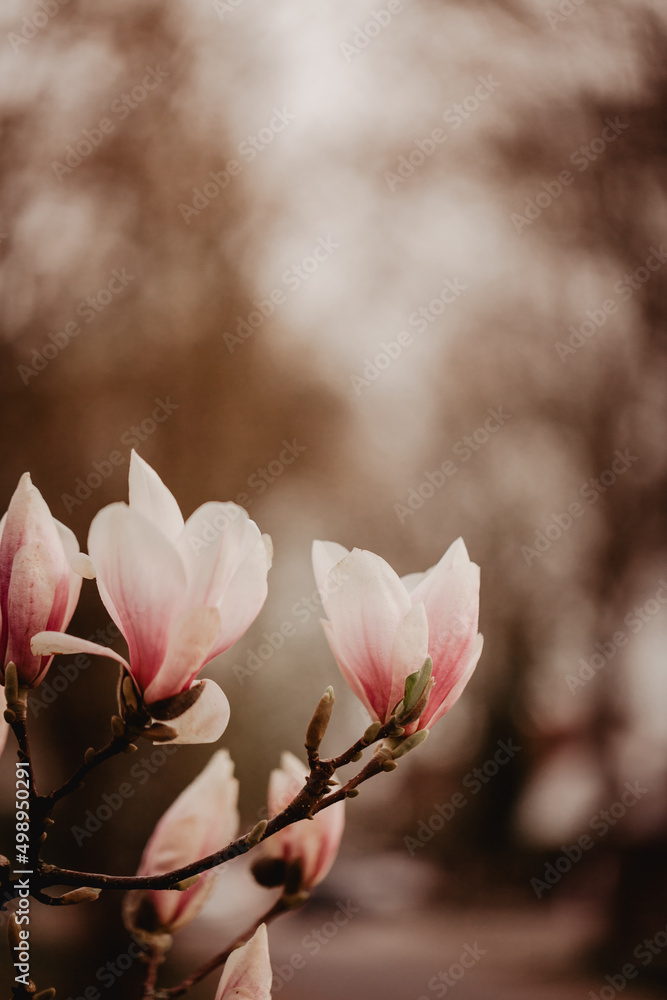 Fototapeta premium Frühling, Liebe - blühende Magnolien