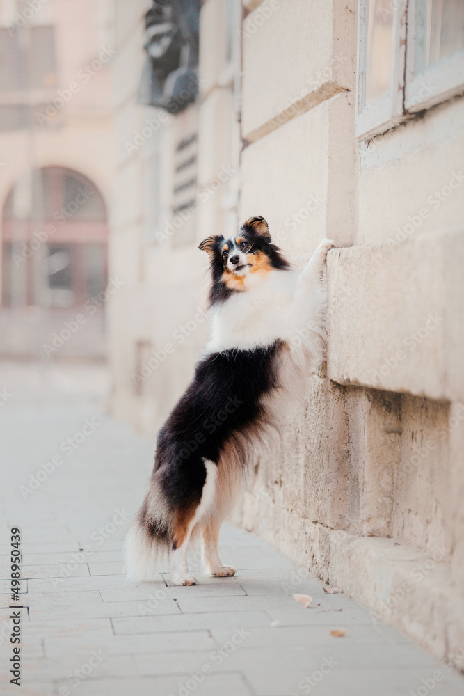 Little dog in the city. Travel with your pet. Shetland sheepdog. Dog on the background of architecture. Old city