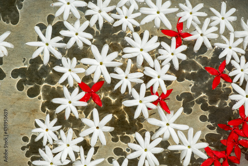 white and red flowers in water photo