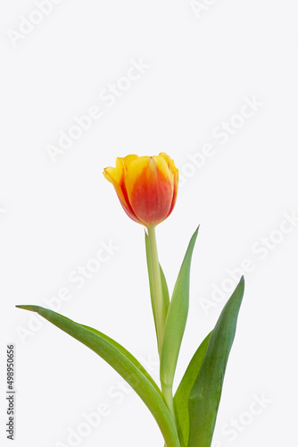 red and yellow tulip on white background 