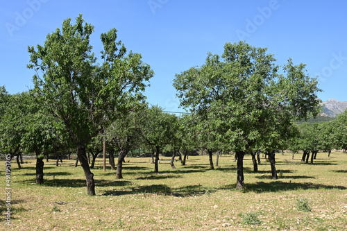 Mandelbaumplantage auf Mallorca im April